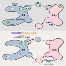 The upper cartoon shows how Dengue viruses (DENV) interact with KDEL receptors (KDELR), which cycle between the endoplasmic reticulum (ER) and Golgi apparatus. KDELR interact with the newly formed DENV progeny virions in the ER for vesicular transport to the Golgi apparatus. The lower cartoon shows that disruption of KDELR’s interaction with dengue structural protein prM either by depletion of KDELR by siRNA, or by mutagenesis inhibits DENV transport from the ER to Golgi and reduces DENV egress. Moreover, siRNA depletion of class II Arfs, which leads to accumulation of KDELR in the Golgi, phenocopies results obtained with mutagenized prM and KDELR knockdown. Thus, KDELR are key factors in the life cycle of dengue virus and their identification provides a potential new target for anti-virus design.
